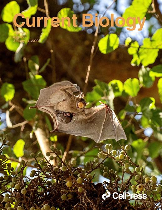 Current Biology cover, January 4, 2022: a mother bat carrying her pup