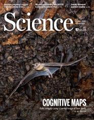 Science cover, 2020: "Cognitive Maps", a bat in flight